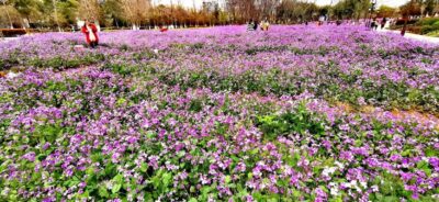 Field of purple flowers | Arizona Reproductive Medicine Specialists