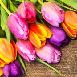 Colorful tulips on wooden board. Happy mothers day. Spring time